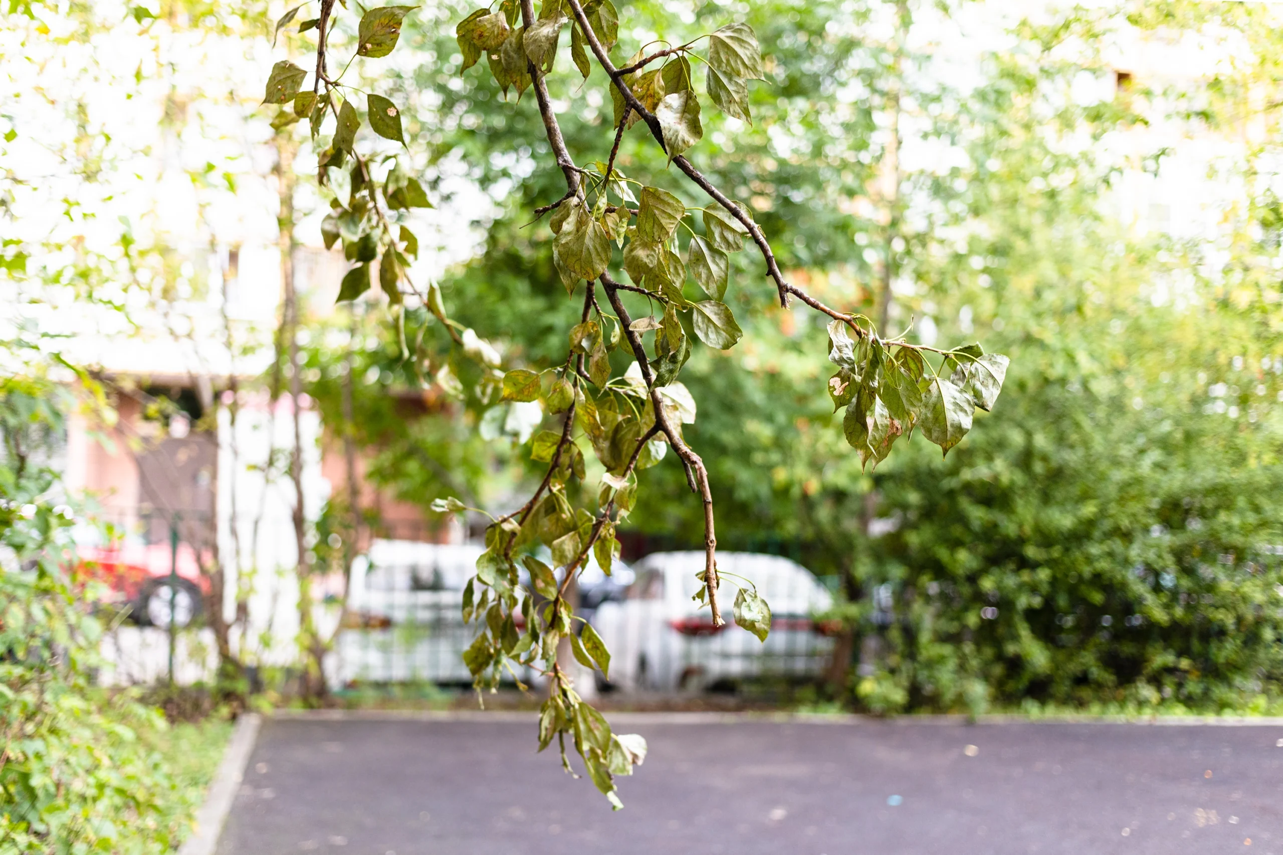 Vertrocknete, eingerollte Blätter an einem Baum in urbaner Umgebung.