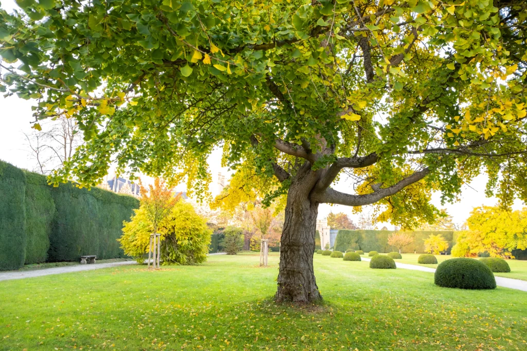 Gesunder Baum im Garten nach einer Baumpflege in Kiel