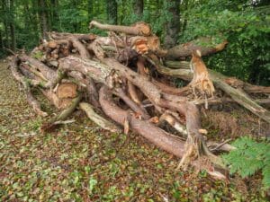 Totholz im Wald
