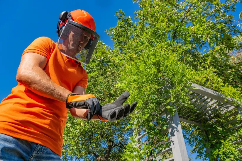 Baumpflege in Kiel Gärtner in Schutzkleidung schneidet bei Sonnenschein sicher die Äste eines Baumes