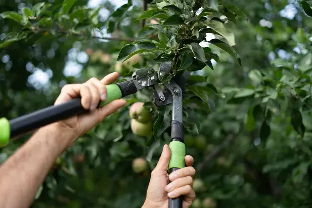 Baumpfleger in Kiel schneidet einen Ast für gesundes Baumwachstum – Professioneller Baumschnitt in Kiel für sichere und starke Bäume