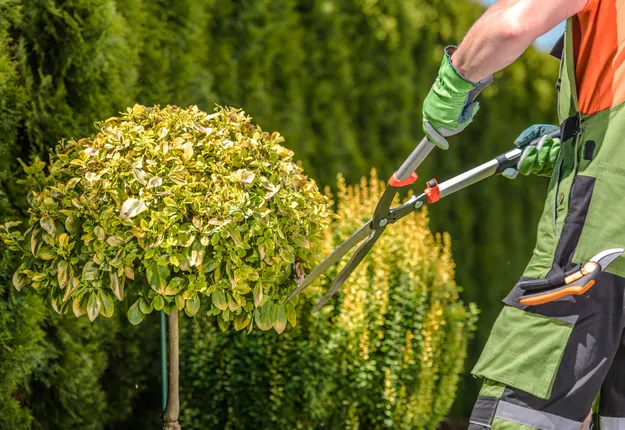 Formschnitt in Kiel Gärtner schneidet Hecke Formschnitt in Kiel Gärtner schneidet Hecke