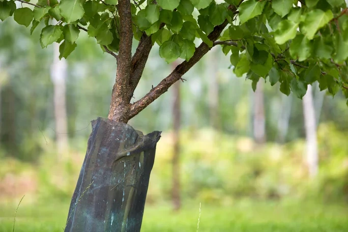 Junger Obstbaum mit Kunststoffschutz und Hecke an einem sonnigen Tag. Baumschnitt in Kiel sorgt für gesundes Wachstum.