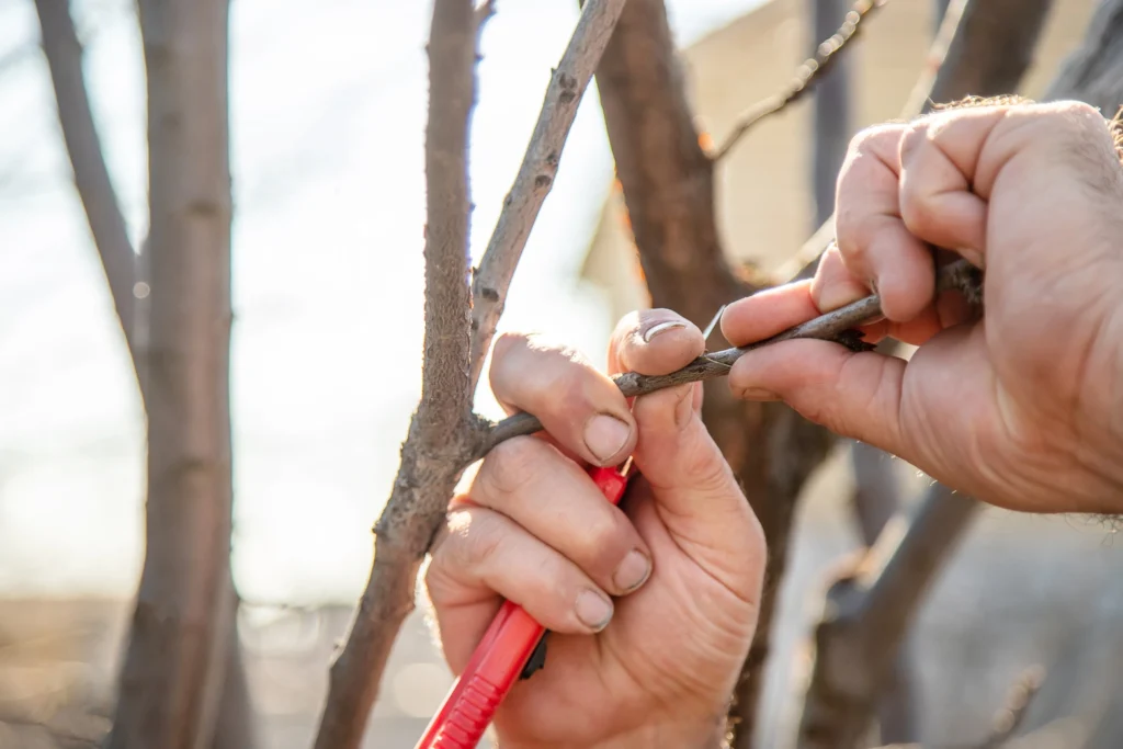 Obstbaumschnitt am Ast