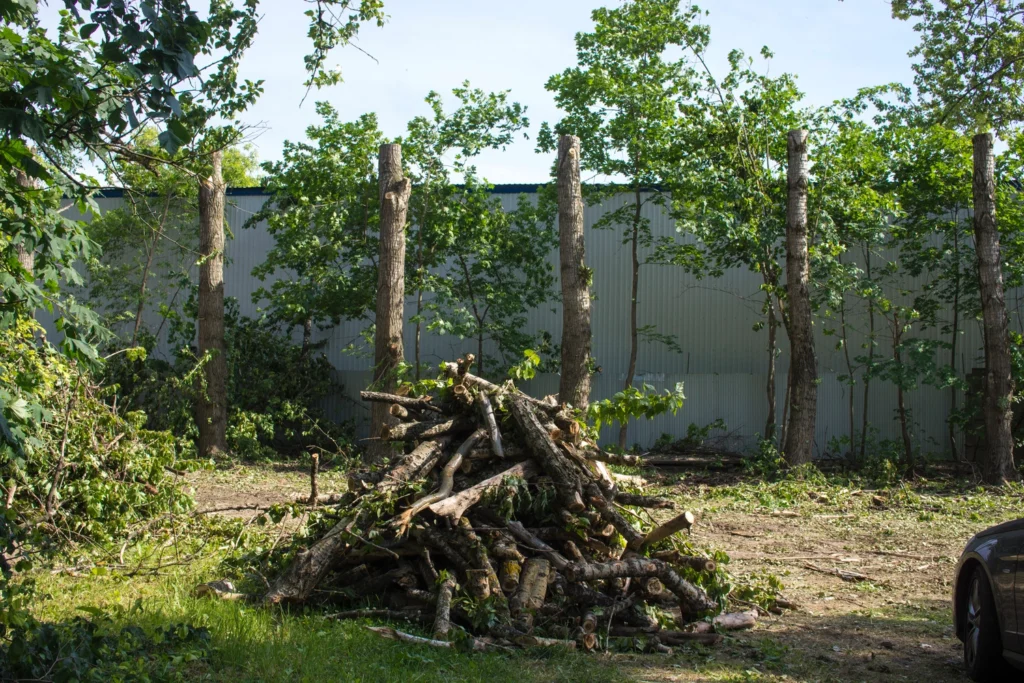Gefällte Bäume im Garten