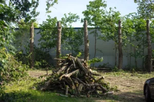 Gefällte Bäume im Garten